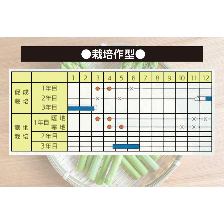 大容量 営利種 アスパラガス バイトル 1dl カネコ種苗 種 アスパラガス 種 アスパラ 種 野菜の種 野菜種 アスパラ 種子 アスパラガス 種子 アスパラの種_2