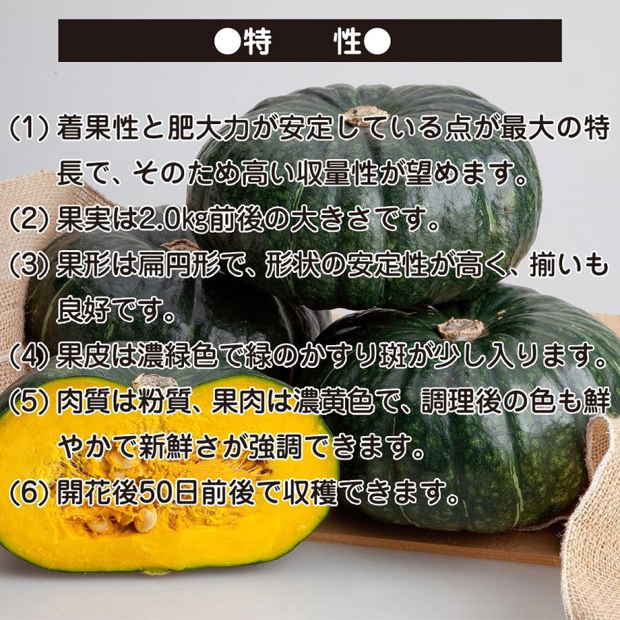大容量 営利種 カボチャ 栗五郎 100粒 カネコ交配 カネコ種苗 野菜種子