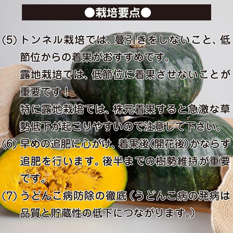 大容量 営利種 カボチャ 栗五郎 100粒 カネコ交配 カネコ種苗 大容量 営利種 カボチャ 栗五郎 100粒 カネコ交配 カネコ種苗