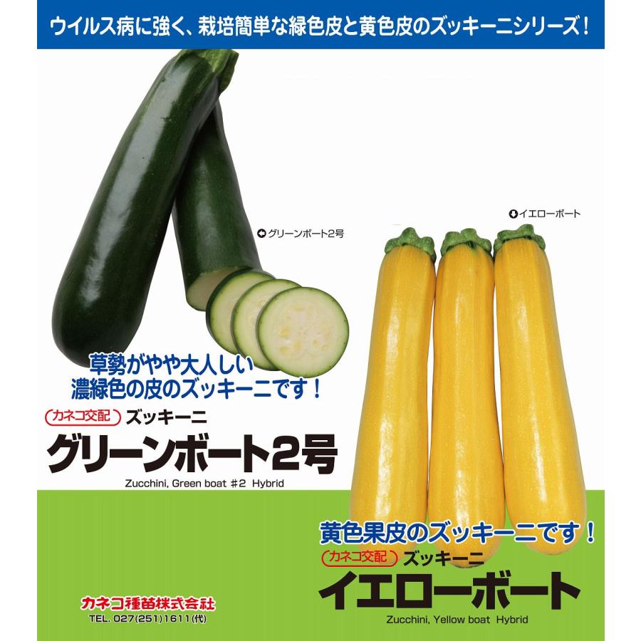 大容量 営利種 ズッキーニ グリーンボート 2号 100粒 カネコ交配