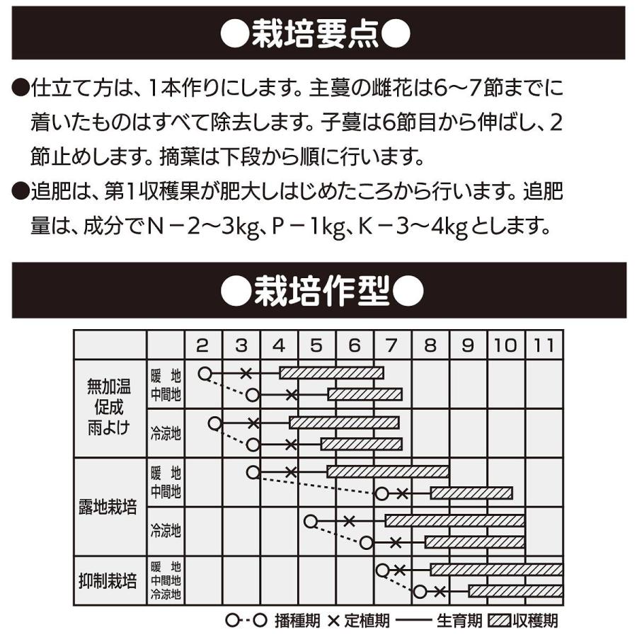 大容量 営利種 カネコ交配 四川 キュウリ 350粒 カネコ種苗 キュウリ 種 キュウリ 種子 野菜 種 野菜 種子 キュウリの種 キュウリの種子 野菜の種 野菜の種子_2