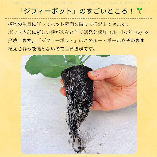 そのまま植えられるエコポット ジフィーポット 丸型5.5cm 40個入