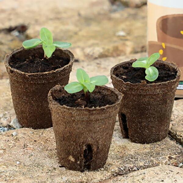 そのまま植えられるエコポット ジフィーポット 丸型5.5cm 40個入
