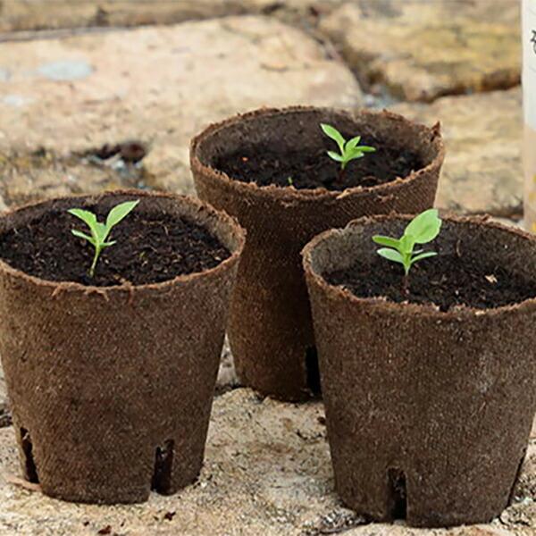 そのまま植えられるエコポット ジフィーポット 丸型8cm 30個入 サカタ
