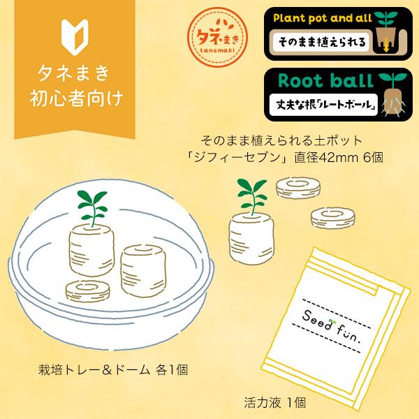 サカタのタネ（サカタノタネ） はじめてさんのかんたんタネまきキット