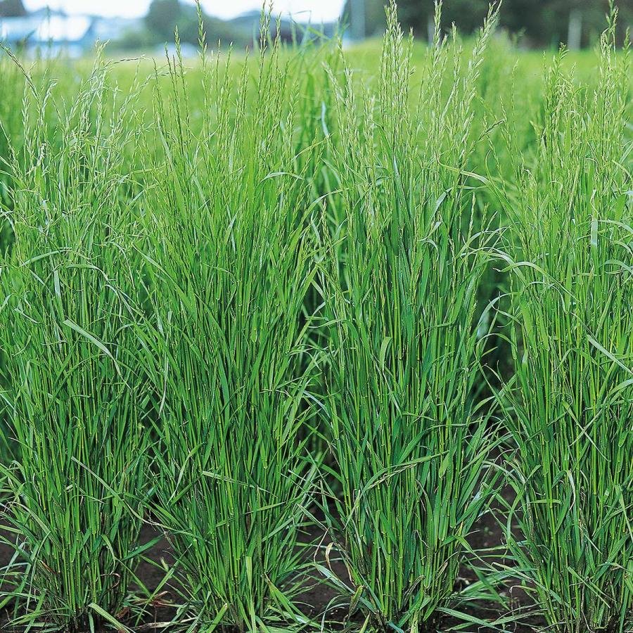 芝種 ワセフドウ 5kg (1kg×5袋) タキイ種苗 芝生の種 芝の種 芝 種 芝 種子 芝生 種 芝生 種子 牧草 種 牧草 種子 芝生 業務用 種子 芝 業務用 種_2