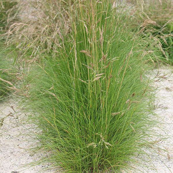 クリーピングレッドフェスク ボレアル 20kg(1kg×20袋) タキイ種苗 芝 種 芝 種子 芝の種 芝生 種 芝生 種子 芝生の種 西洋芝 種 西洋芝 種子 西洋芝の種_1