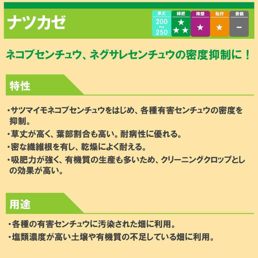 ギニアグラス ナツカゼ 1kg(500g×2袋) タキイ種苗 緑肥 種子 牧草 種子 センチュウ 密度抑制 早生 緑肥 種子 緑肥の種 緑肥の種子 緑肥作物 種子_1