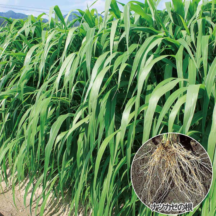 ギニアグラス ナツカゼ 1kg(500g×2袋) タキイ種苗 緑肥 種子 牧草 種子 センチュウ 密度抑制 早生 緑肥 種子 緑肥の種 緑肥の種子 緑肥作物 種子_3