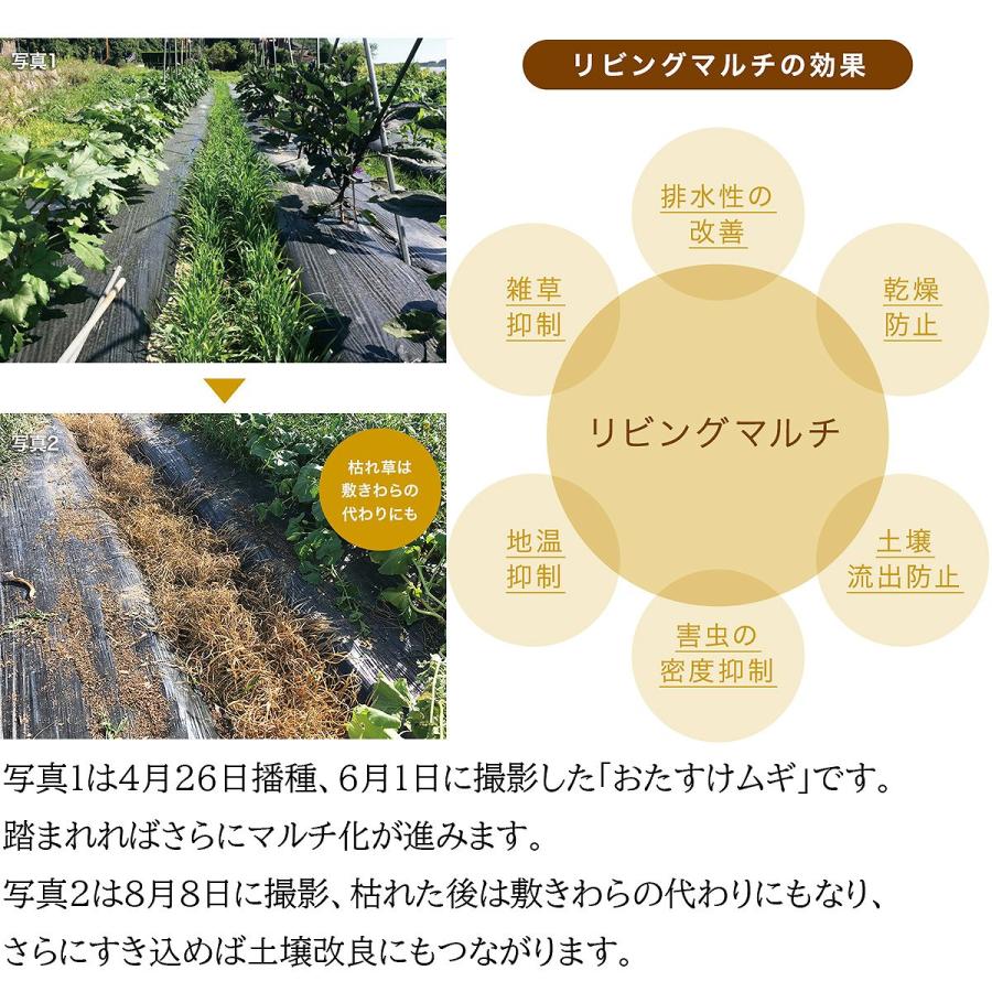 大麦(緑肥用)おたすけムギ 20kg (1kg×20袋) タキイ種苗 リビングマルチ 雑草抑制 景観緑肥 土壌改良 地温抑制 オオムギ 緑肥用種子 緑肥種子 緑肥 種 緑肥 種子_2