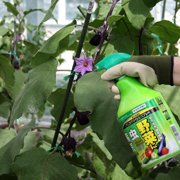殺虫殺菌剤 ベニカグリーンV スプレー 1000ml×15本 KINCHO園芸 殺虫剤 農薬 殺虫剤 殺菌剤 農薬 殺菌剤 うどんこ病 治療 殺虫剤 アブラムシ 殺虫剤の画像