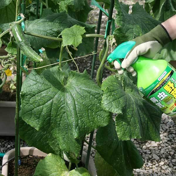 殺虫殺菌剤 ベニカグリーンV スプレー 1000ml×15本 KINCHO園芸 殺虫剤 農薬 殺虫剤 殺菌剤 農薬 殺菌剤 うどんこ病 治療 殺虫剤 アブラムシ 殺虫剤の画像