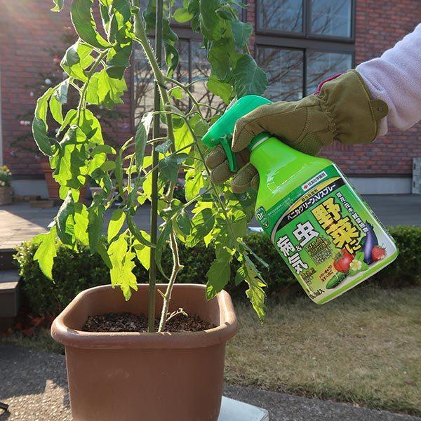 まとめ買い 15本入 ベニカグリーンvスプレー 1000ml 住友化学園芸 草花 花木 観葉植物 野菜に 虫 病気 殺虫殺菌剤 ワイズライフyahoo 店 通販 Yahoo ショッピング