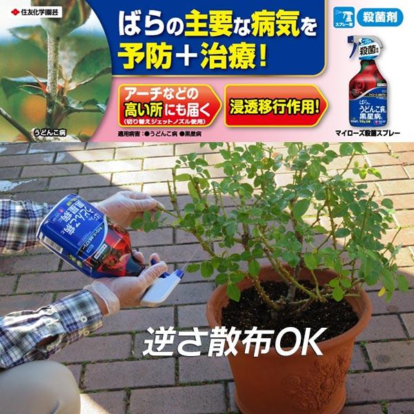 マイローズ 殺菌スプレー 950ml 住友化学園芸 ばらのうどんこ病と黒星病に予防と治療 殺菌剤 ワイズライフyahoo 店 通販 Yahoo ショッピング