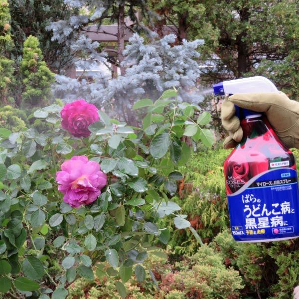 マイローズ 殺菌スプレー 950ml 住友化学園芸 ばらのうどんこ病と黒星病に予防と治療 殺菌剤 ワイズライフyahoo 店 通販 Yahoo ショッピング