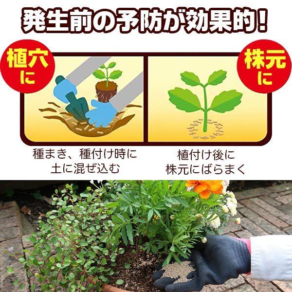 ベニカXガード粒剤 550g 住友化学園芸 虫&病気 発生前の予防が効果的 殺虫殺菌剤|wise-life|02