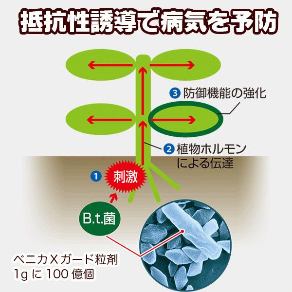 ベニカXガード粒剤 550g 住友化学園芸 虫&病気 発生前の予防が効果的 殺虫殺菌剤|wise-life|04