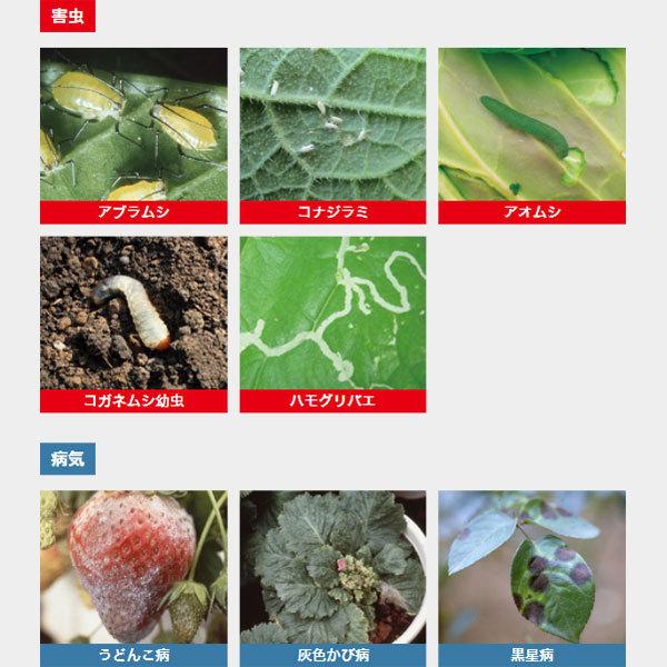 ベニカXガード粒剤 550g 住友化学園芸 虫&病気 発生前の予防が効果的 殺虫殺菌剤|wise-life|05