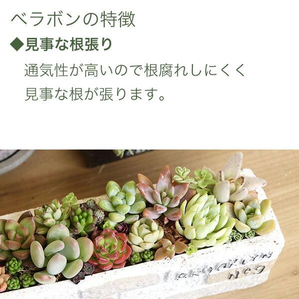 ベラボン・プレミアム 50L×3袋 フジック 観葉植物 寄せ植え 多肉植物 寄せ植え ヤシの実チップ 植物 根腐れ防止 大容量 チップ 寄せ植え 野菜苗 植込み資材の画像