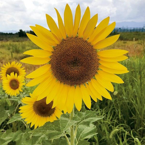 【値下げ・名盤】 まとめ買い 10袋入 緑肥用ひまわり ジュニアスマイル BSA564 0.5kg タキイ種苗 タネのタキイ 景観緑肥種 送料無料 代金引換不可 【2574299911】(16400円)