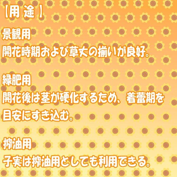 【値下げ・名盤】 まとめ買い 10袋入 緑肥用ひまわり ジュニアスマイル BSA564 0.5kg タキイ種苗 タネのタキイ 景観緑肥種 送料無料 代金引換不可 【2574299911】(16400円)