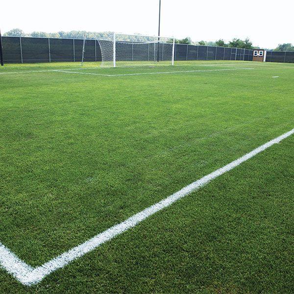 まとめ買い 5袋入 ケンタッキーブルーグラス ムーンライトSLT 1kg タキイ種苗 タネのタキイ 芝種 送料無料 代金引換不可 