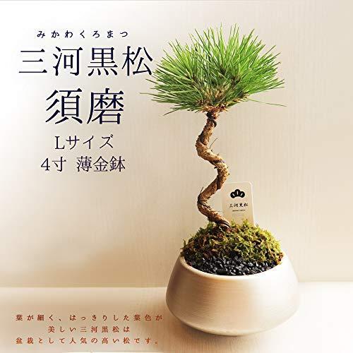 昌国 No.16 又枝切 盆栽道具