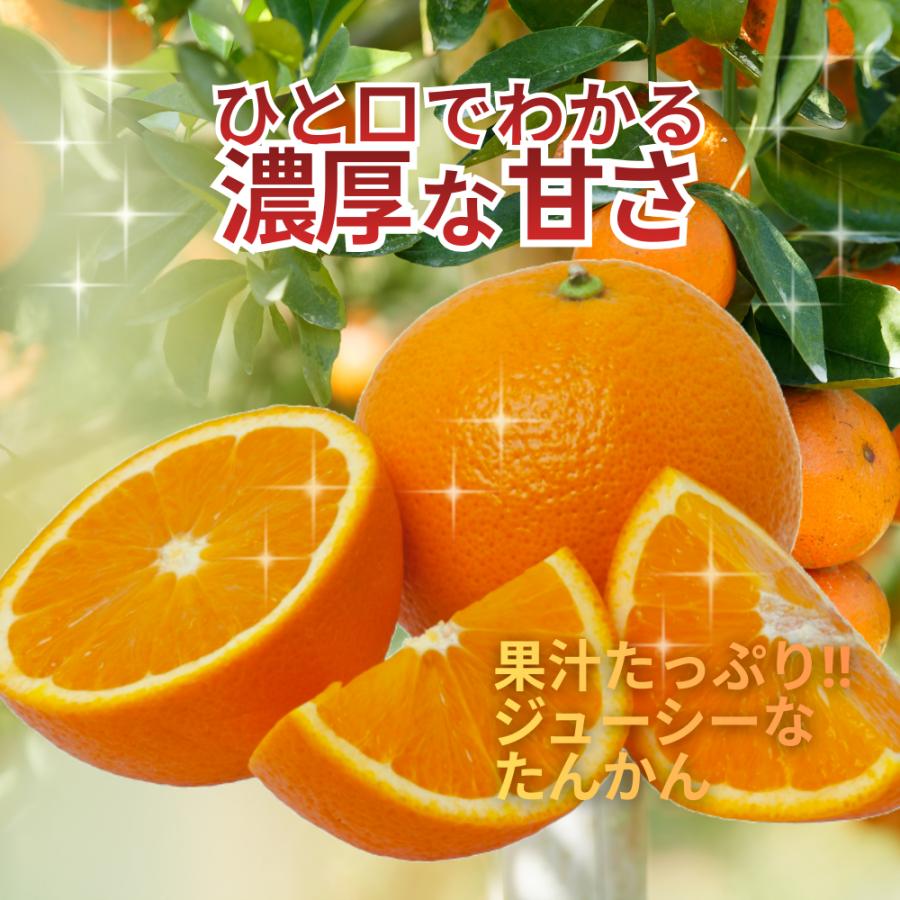 ＜数量限定販売＞最終注文1月中旬まで　優品たんかん 完熟タンカン 奄美大島産 5Kg （1個直径約6.1〜８cm） 送料無料 | ブランド登録なし | 04