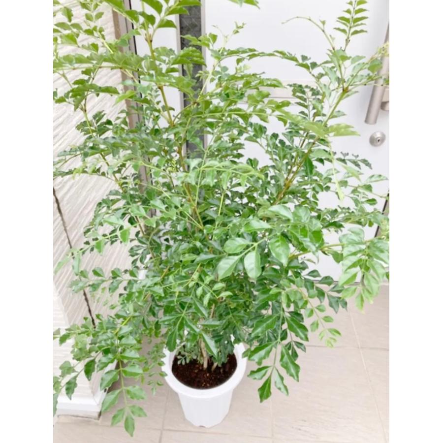 シマトネリコ 鉢植え(樹高175㎝) シマトネリコ 鉢植え(樹高175㎝)