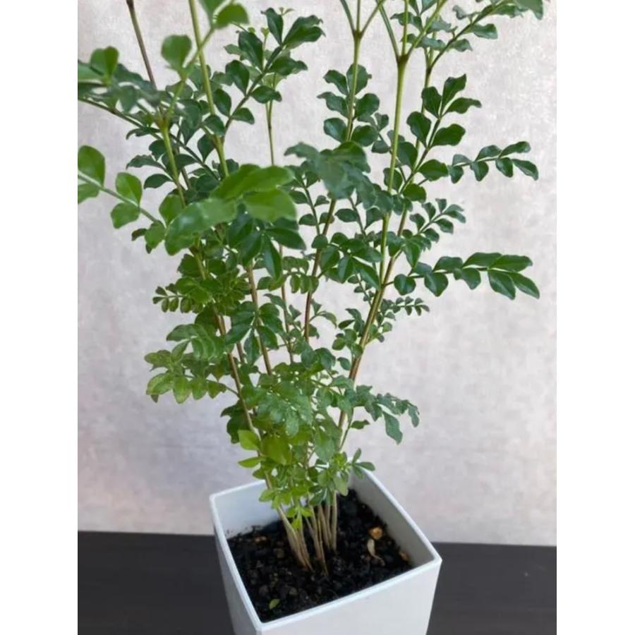 5鉢　シマトネリコ　鉢植え　3号株立ち シマトネリコ 3号鉢 株立ち 約45〜55cm 人気 観葉植物 おしゃれ