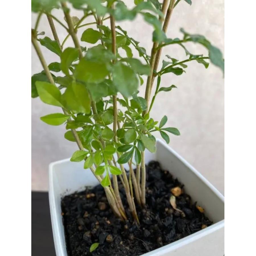 5鉢　シマトネリコ　鉢植え　3号株立ち シマトネリコ 3号鉢 株立ち 約45〜55cm 人気 観葉植物 おしゃれ
