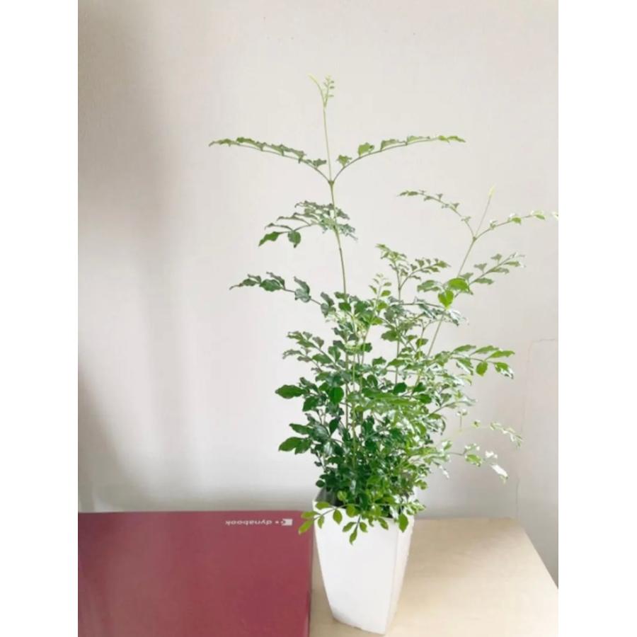 5鉢　シマトネリコ　鉢植え　3号株立ち シマトネリコ 鉢植え 3号株立ち その他インテリア雑貨 kobatori