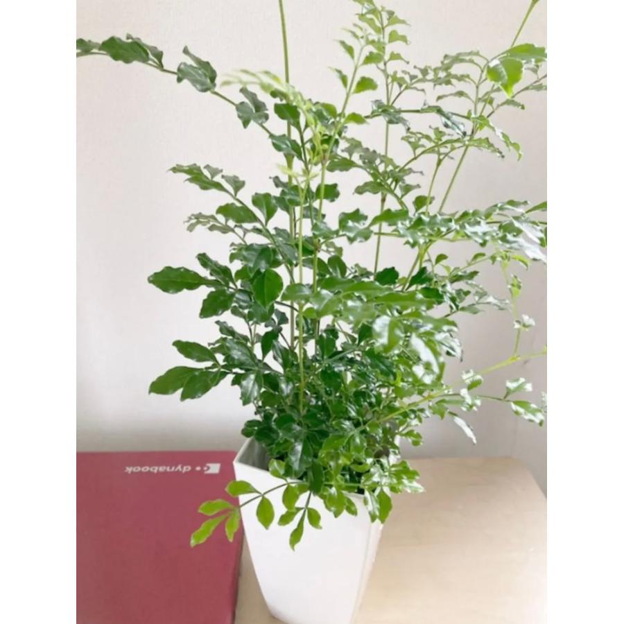 5鉢　シマトネリコ　鉢植え　3号株立ち 5鉢 シマトネリコ 鉢植え 3号株立ち