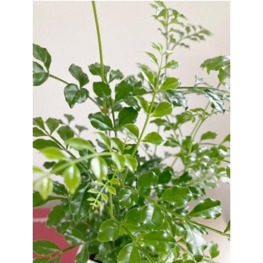 シマトネリコ 3号鉢 株立ち 約45〜55cm 人気 観葉植物 おしゃれ 鉢植え