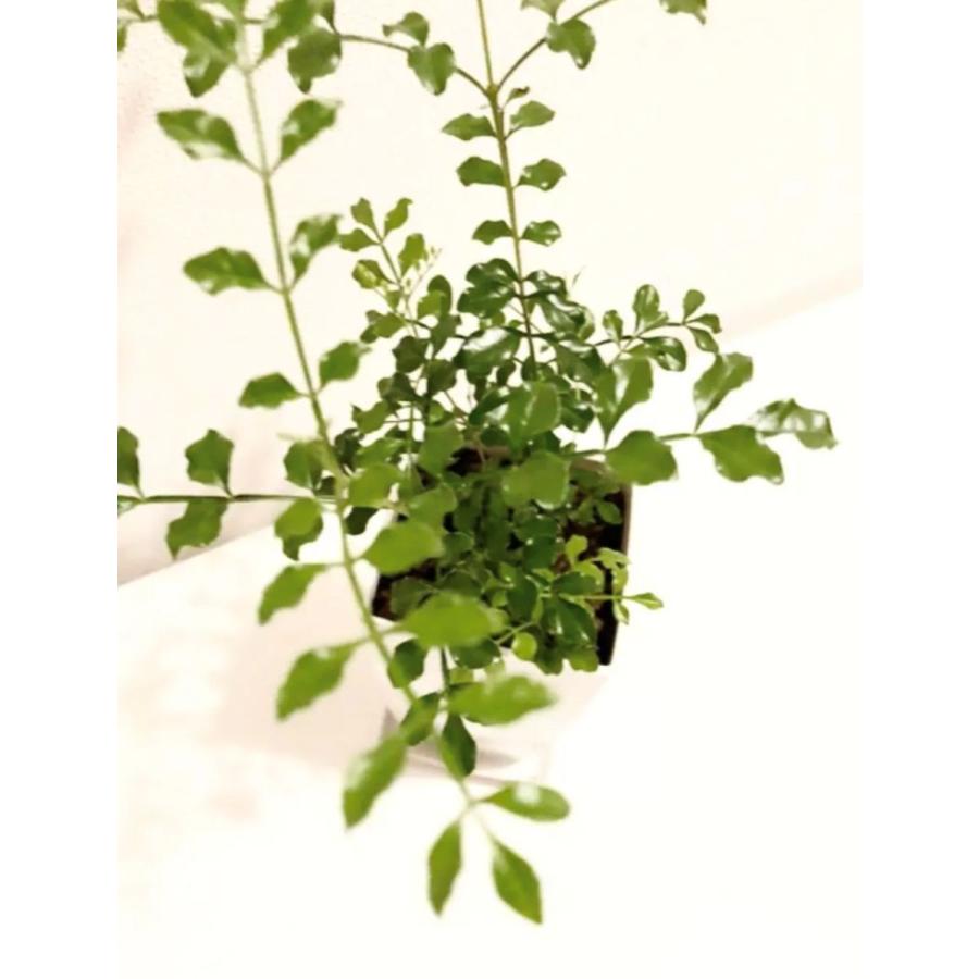 シマトネリコ 4号鉢 約35 45cm 人気 観葉植物 おしゃれ 鉢植え 植木 苗木 シンボルツリー 庭木 ガーデニング 常緑樹 新築 記念樹 お祝い Sm6 Withgreen 通販 Yahoo ショッピング