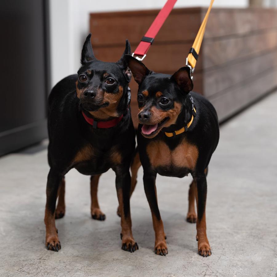 犬 首輪 おしゃれ カラー クラシックカラー リード 小型犬 中型犬 シンプル ハーネス マンダリンブラザーズ CLASSIC COLLAR S｜withwan｜11