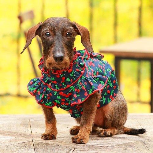 セール 犬 服 ブラウス Tシャツ ゴッドピバ さくらんぼフリルブラウス