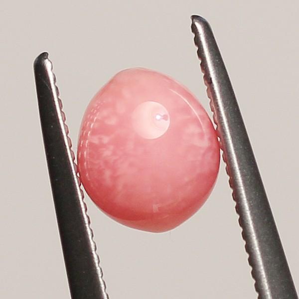 天然クラムパール／トリダクナパール（約1.9ct） 天然クラムパール／トリダクナパール（約1.9ct） - メルカリ