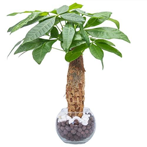 パキラ 観葉植物 ミニ 本物 ハイドロカルチャー 3号 初心者も簡単メンテ 虫がわきにくい 玄関やダイニングテーブルに置ける A B09mfqd3 2930 Wizk K本店 通販 Yahoo ショッピング