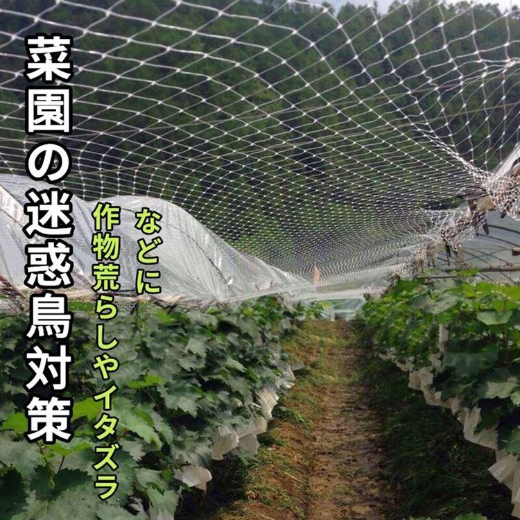ベランダ鳥よけネット 防鳥ネット 防鳥網 2×50m 取り付け ベランダ鳥よけネット 防鳥ネット 防鳥網 2×50m 取り付け