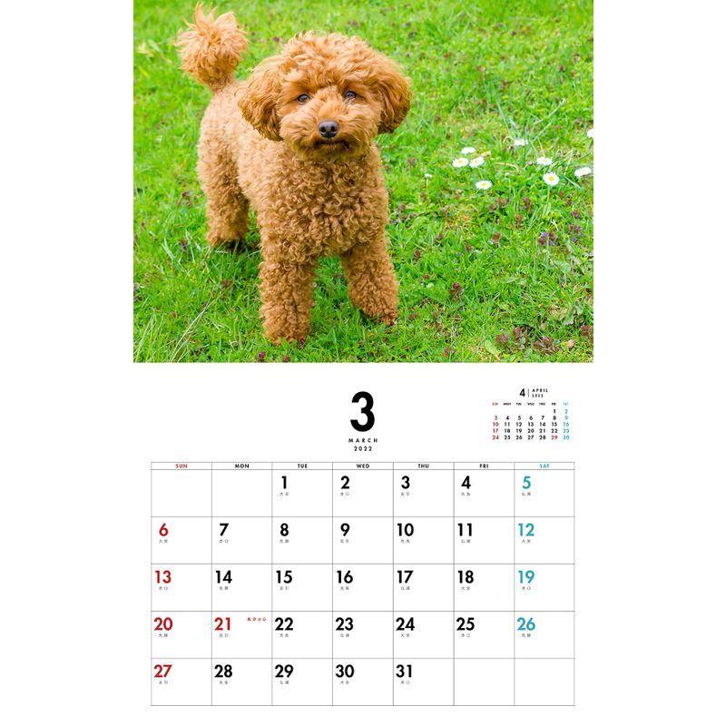全商品オープニング価格 プードル PICTWANカレンダー2022年 DOG 2022年カレンダー 22CL-50019 broadcastrf.com