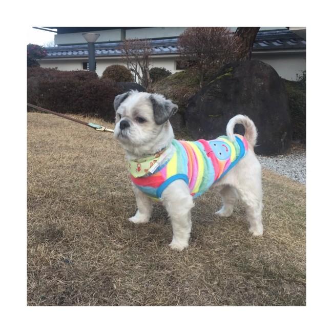 タイムセール ドッグウェア ニット犬 服 トップス 超小型犬 小型犬 中型犬 猫 ペット用 犬用 洋服 お出掛け お散歩 Dogwear02 Well Life Store 通販 Yahoo ショッピング