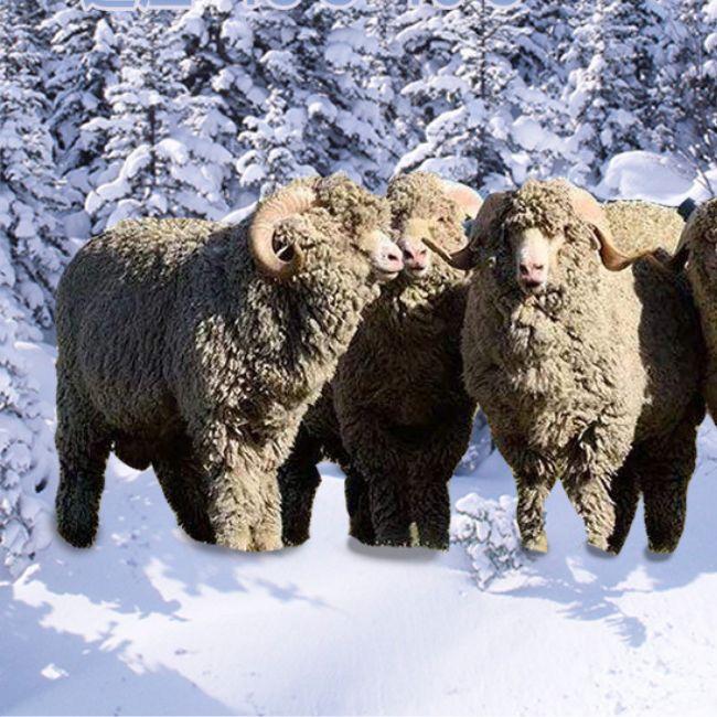 ソックス メリノ ウール 厚手 羊毛 スポーツ トレッキング 登山 アウトドア 靴下 メンズ レディース 防寒 秋 冬 防寒 | ブランド登録なし | 14