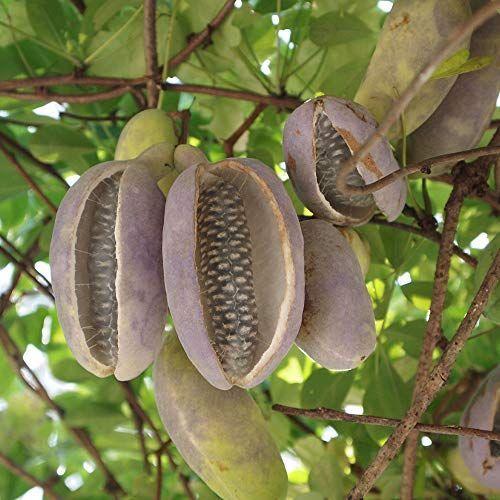 アケビの苗木 品種 五葉アケビ ポット植えなのでほぼ年中植 Lacuinadelannnina Com