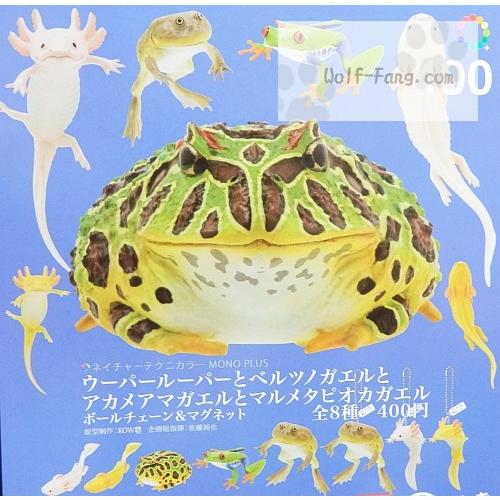 ウーパールーパーとベルツノガエルとアカメアマガエルとマルメタピオカガエル 全８種 定形外発送可 配送累計 1セットまで P 400 Wolf Fang Com 通販 Yahoo ショッピング