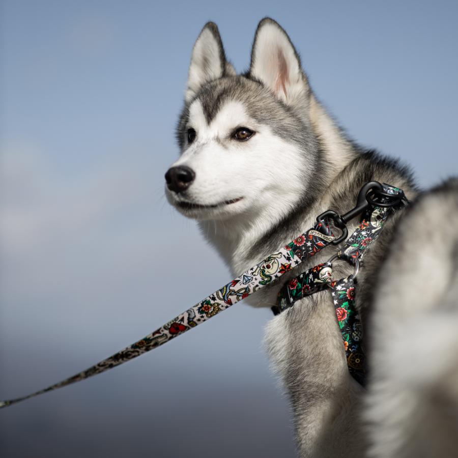 中型大型犬用リード VintageWhite LEASH Mサイズ 巾2.5cm x 長さ122cm WOLFGANG MAN BEAST ウルフギャング :WL-002-56:WOLFGANG MANBEAST - 通販 - Yahoo!ショッピング 中型大型犬用リード VintageWhite LEASH Mサイズ 巾2.5cm x 長さ122cm WOLFGANG MAN BEAST ウルフギャング :WL-002-56:WOLFGANG MANBEAST - 通販 - Yahoo!ショッピング