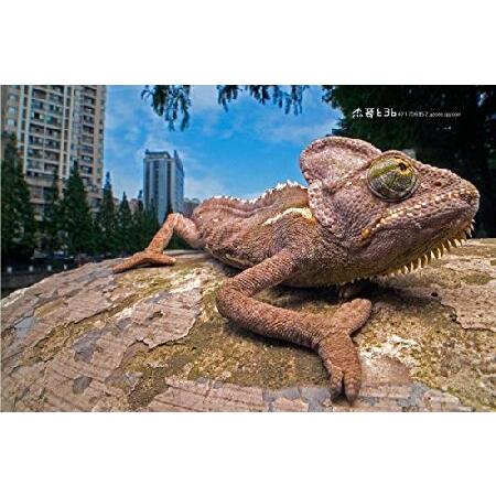 Venusワイド角度LAOWA 15?mm f / 4?1?: 1?Macroレンズwith Shift for Nikon Fマウント Amazon.co.jp: Venusワイド角度LAOWA 15 mm f / 4 1 : 1 Macro