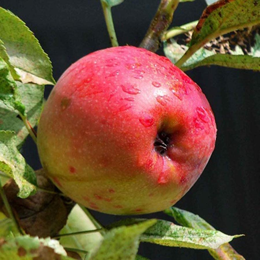 りんごの苗木 品種：バレリーナツリー【品種で選べる果樹苗木 2年生 