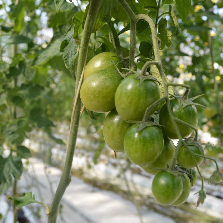 ミニトマト 贈答 みどりちゃん 1kg箱 ワンダーファーム 産地直送 お取り寄せ野菜 Midori Minitomato ワンダーファーム 通販 Yahoo ショッピング