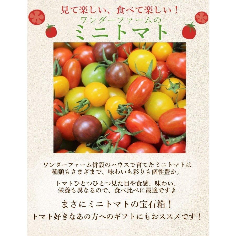 ギフト トマト サンシャイントマト詰め合わせ (大玉・ミニ) お取り寄せ野菜 ワンダーファーム｜wonderfarm｜06